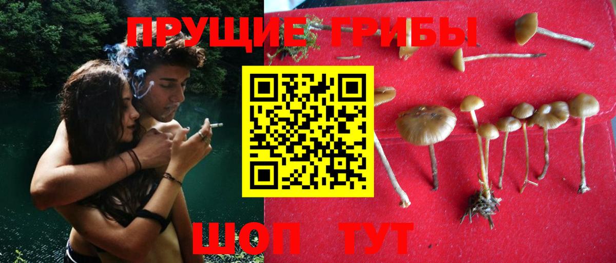 Галлюциногенные грибы прущие грибы  Вход с VPN  Нижний Новгород 